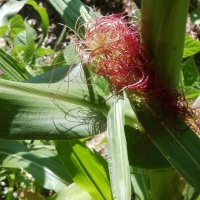 Terrassenanbau - angelehnt an die Holzer´sche Permakultur-Maisblüte