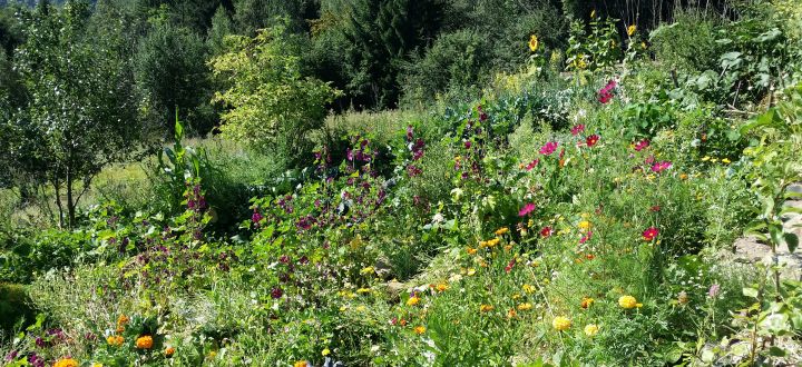 -Permakultur-Landwirtschaft im Wienerwald